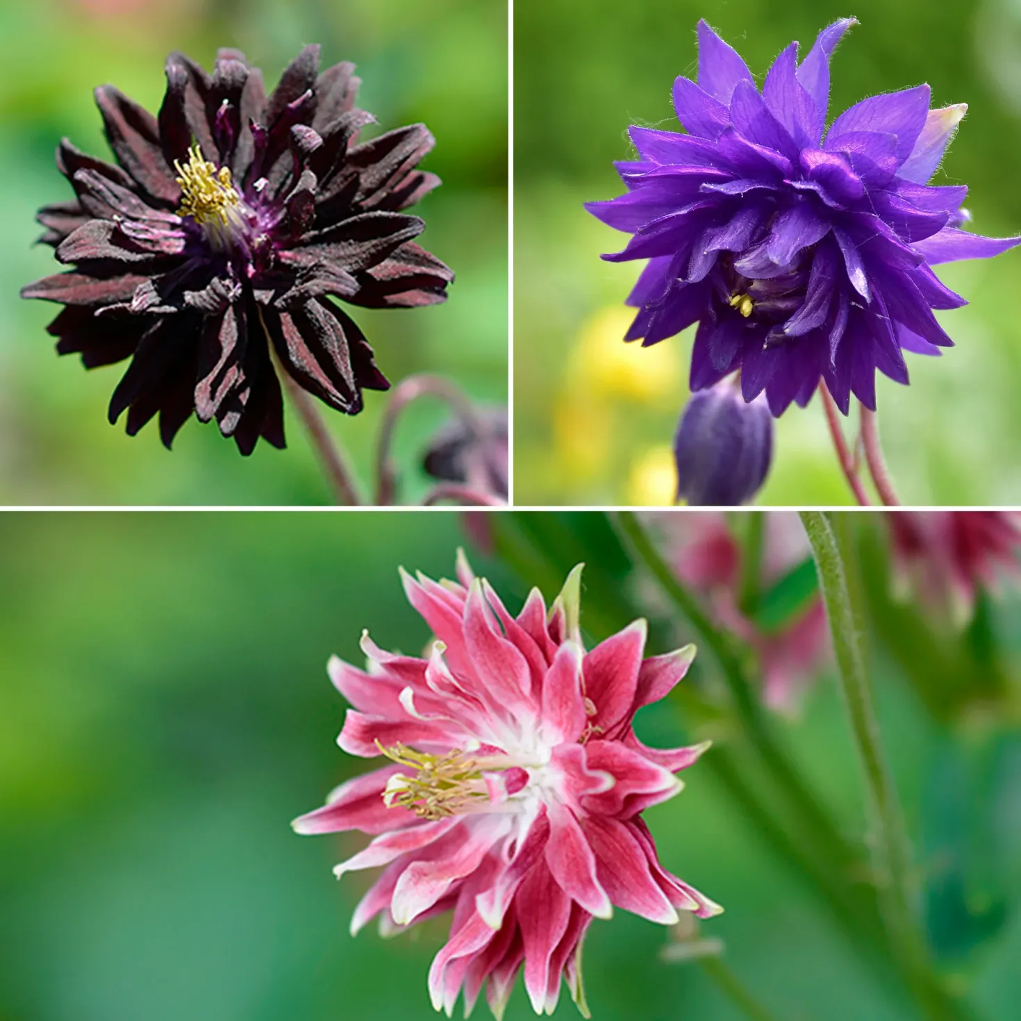 Halbakelei Barlow Mischung (x3) - Gefüllte Blüten wie Pompons