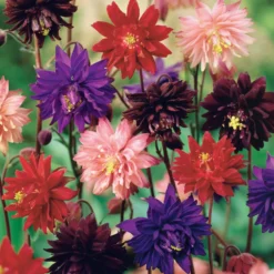 Halbakelei Barlow Mischung (x3) - Gefüllte Blüten wie Pompons