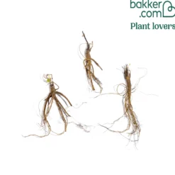 Halbakelei Barlow Mischung (x3) - Gefüllte Blüten wie Pompons