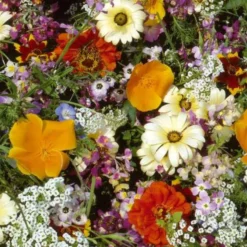 Halbhohe einjährige Sommerblumen Mischung für 6 m² - 6 m² Blüten den ganzen Sommer