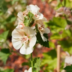 Halbstrauchige Stockrose Parkfrieden - Cremeweiße Blüten den ganzen Sommer