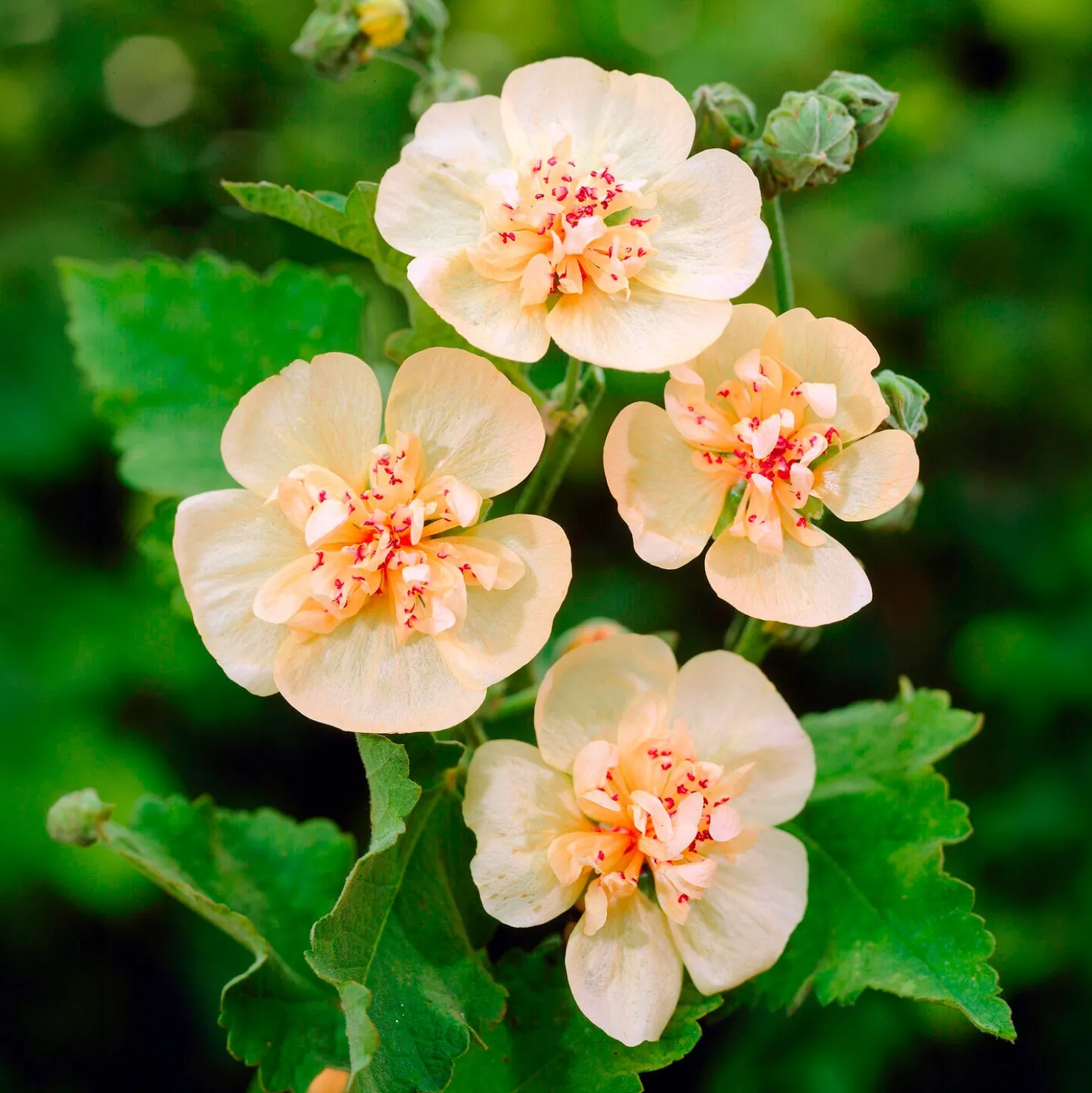 Halbstrauchige Stockrose Parkallee - Weiße Blüten den ganzen Sommer