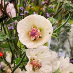 Halbstrauchige Stockrose Parkallee - Weiße Blüten den ganzen Sommer