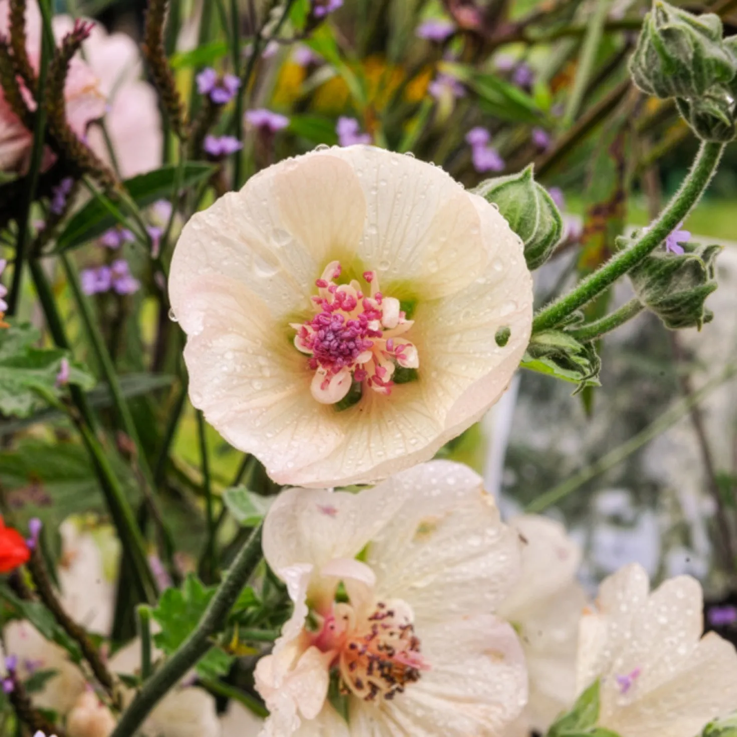 Halbstrauchige Stockrose Parkallee - Weiße Blüten den ganzen Sommer