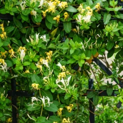 Hall's Prolific Japanisches Geißblatt - Sichtschutz mit Duft