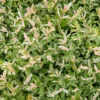 Harlekinweide auf Stamm - Flamingo - Rosa Blätter sofort im Blick