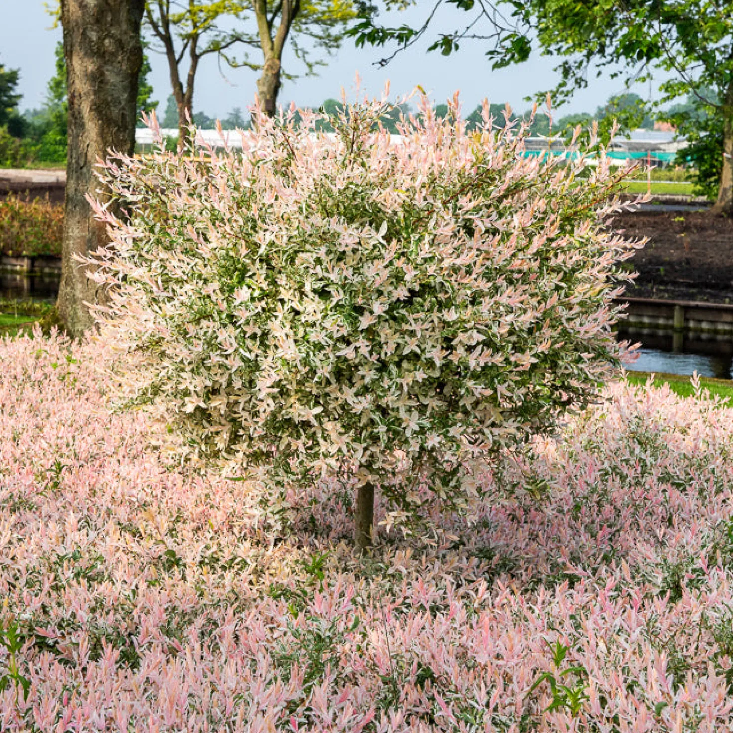 Harlekinweide auf Stamm - Flamingo - Rosa Blätter sofort im Blick