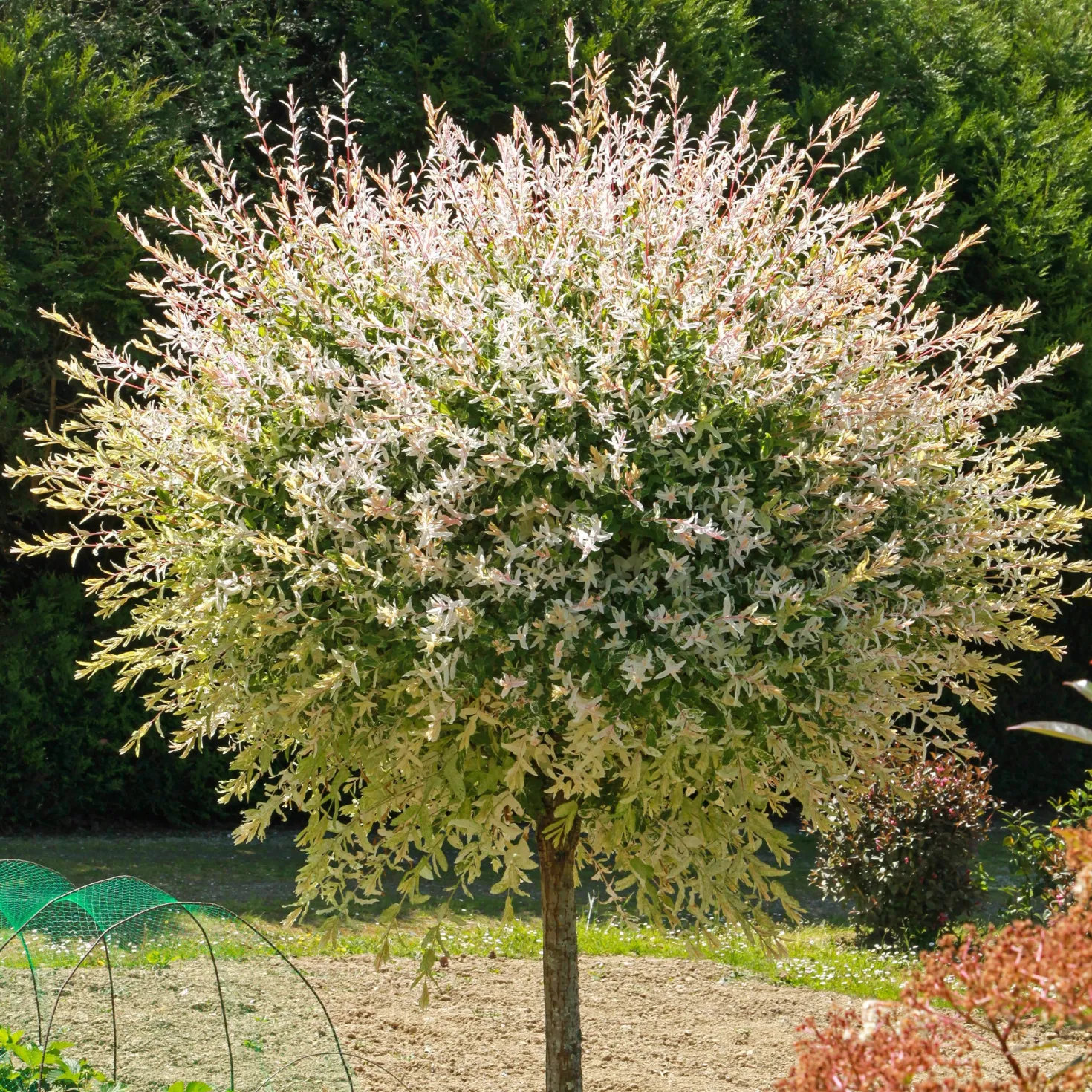 Harlekinweide auf Stamm - Rosa Blätter sofort im Garten