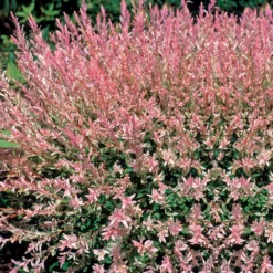 Harlekinweide - Buntes Laub sofort im Blick