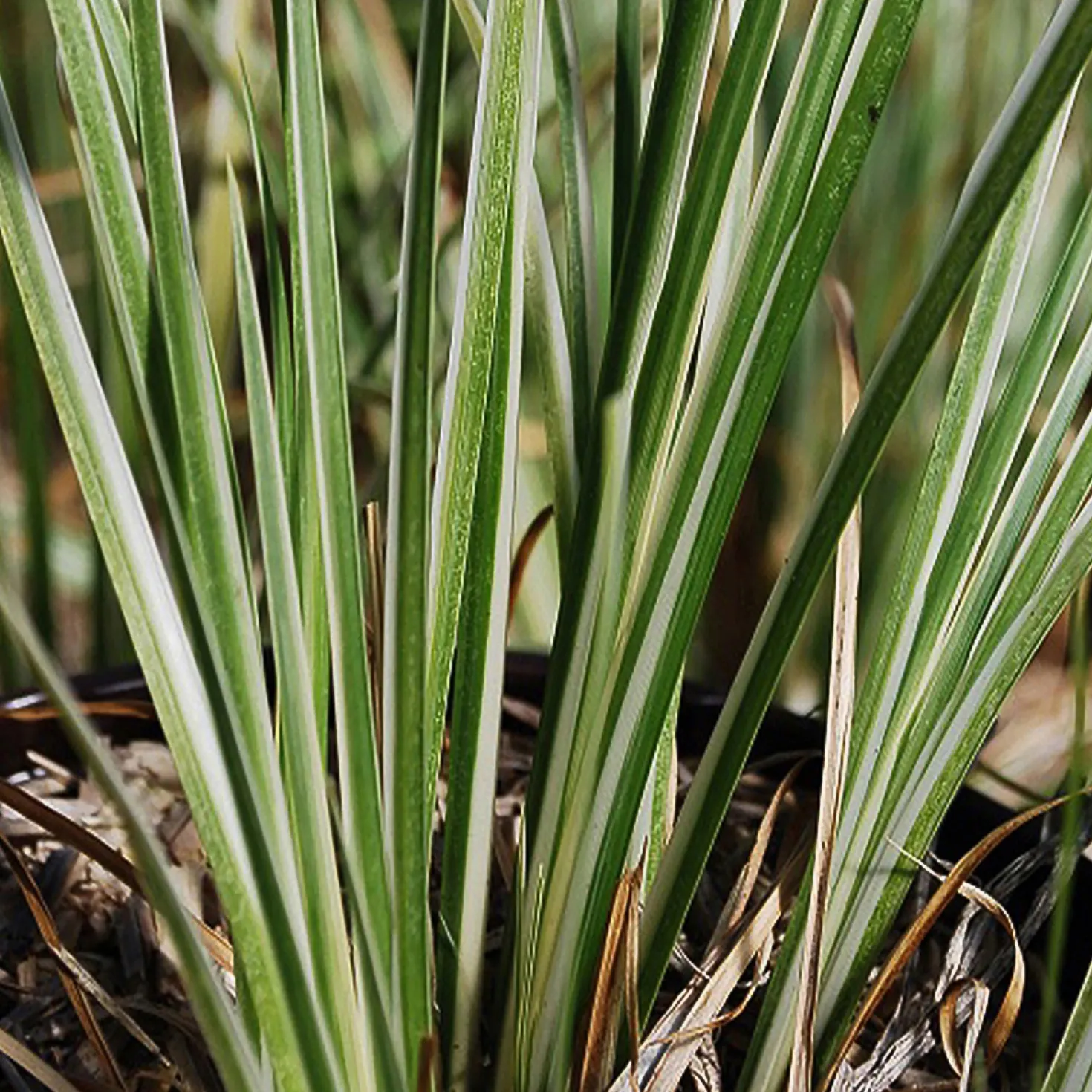 Harlekinweide ‘Hakuro Nishiki’ - Buntes Laub, kaum Pflege