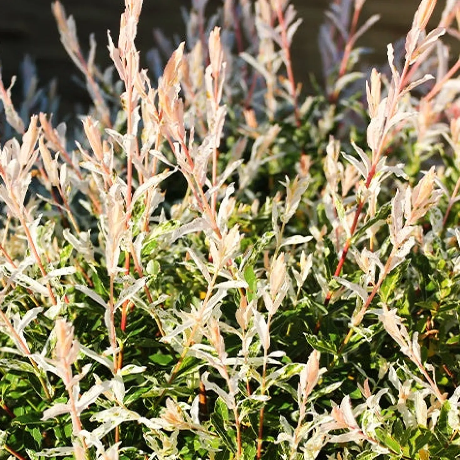 Harlekinweide - Hecke von 3 m Länge (x3) - Sichtschutz in Rosa-Weiß