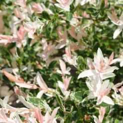 Harlekinweide - Hecke von 3 m Länge (x3) - Sichtschutz in Rosa-Weiß