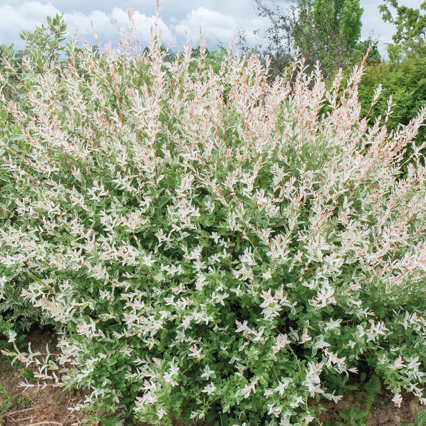Harlekinweide - Hecke von 3 m Länge (x3) - Sichtschutz in Rosa-Weiß