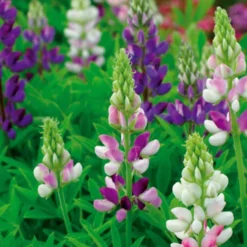 Hartweger Lupine einjährig in Mischung - Farbenmeer im Handumdrehen
