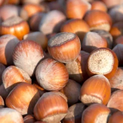 Haselnuss ‘Merveille de Bollwiller’ - Große Nüsse, leichte Ernte