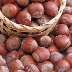 Haselnuss Rotblättrige Zellernuss - Rotes Laub, echte Nüsse