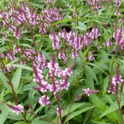 Haselverbene Rosea - Rosa Blüten für Schmetterlinge