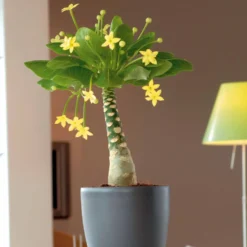 Hawaiipalme - Exotik ohne Aufwand