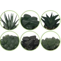 Haworthia Mischung - Grün ohne Aufwand