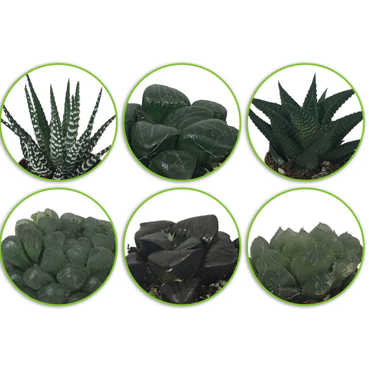 Haworthia Mischung - Grün ohne Aufwand