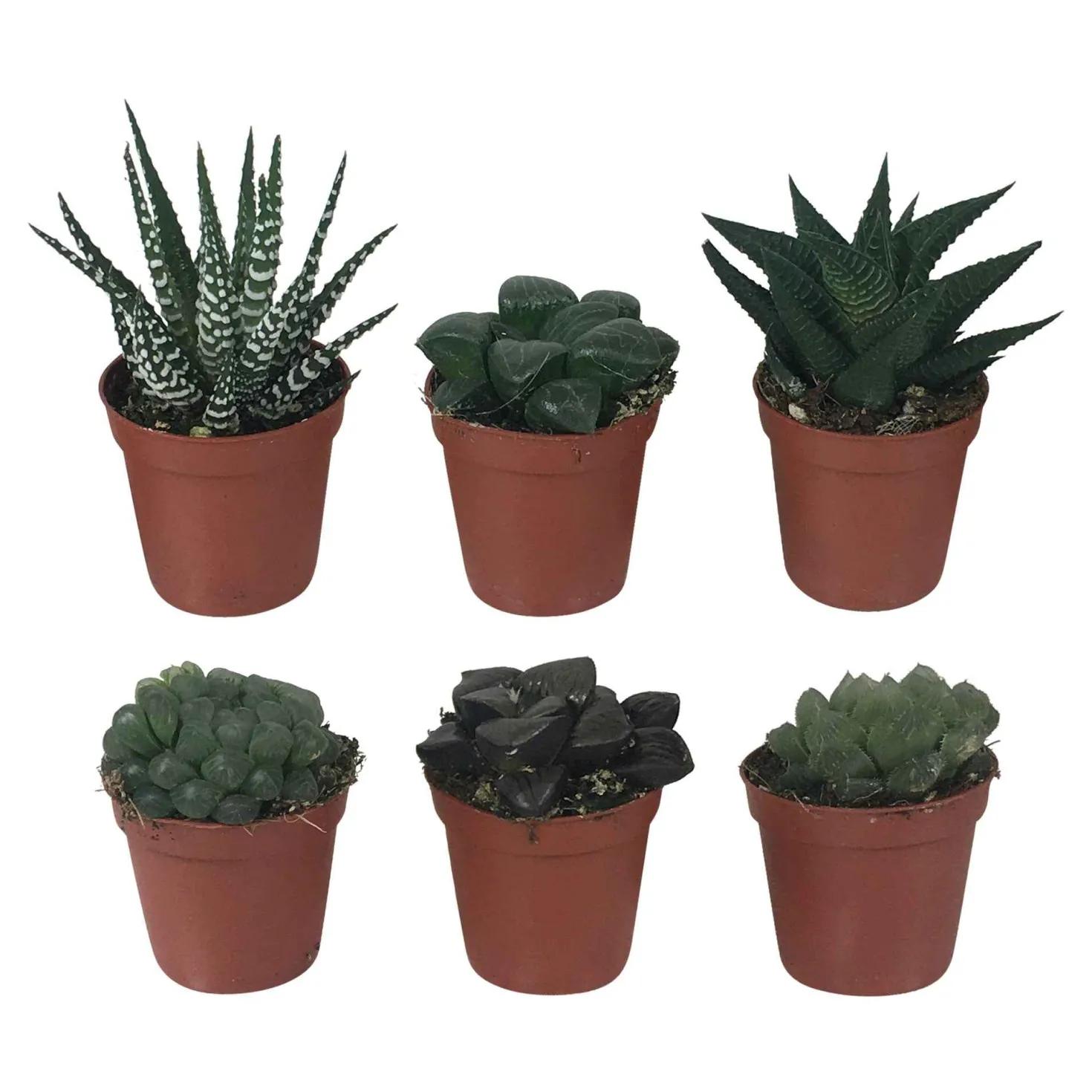 Haworthia Mischung - Grün ohne Aufwand