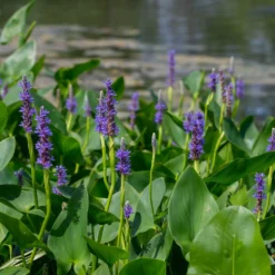 Hechtkraut - Blaue Blüten am Teichrand