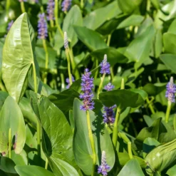 Hechtkraut - Blaue Blüten am Teichrand