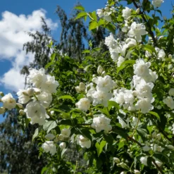 Hecken-Kollektion blühend & duftend (x12) - Fertige blühende Hecke