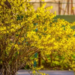 Hecken-Kollektion blühend & duftend (x12) - Fertige blühende Hecke