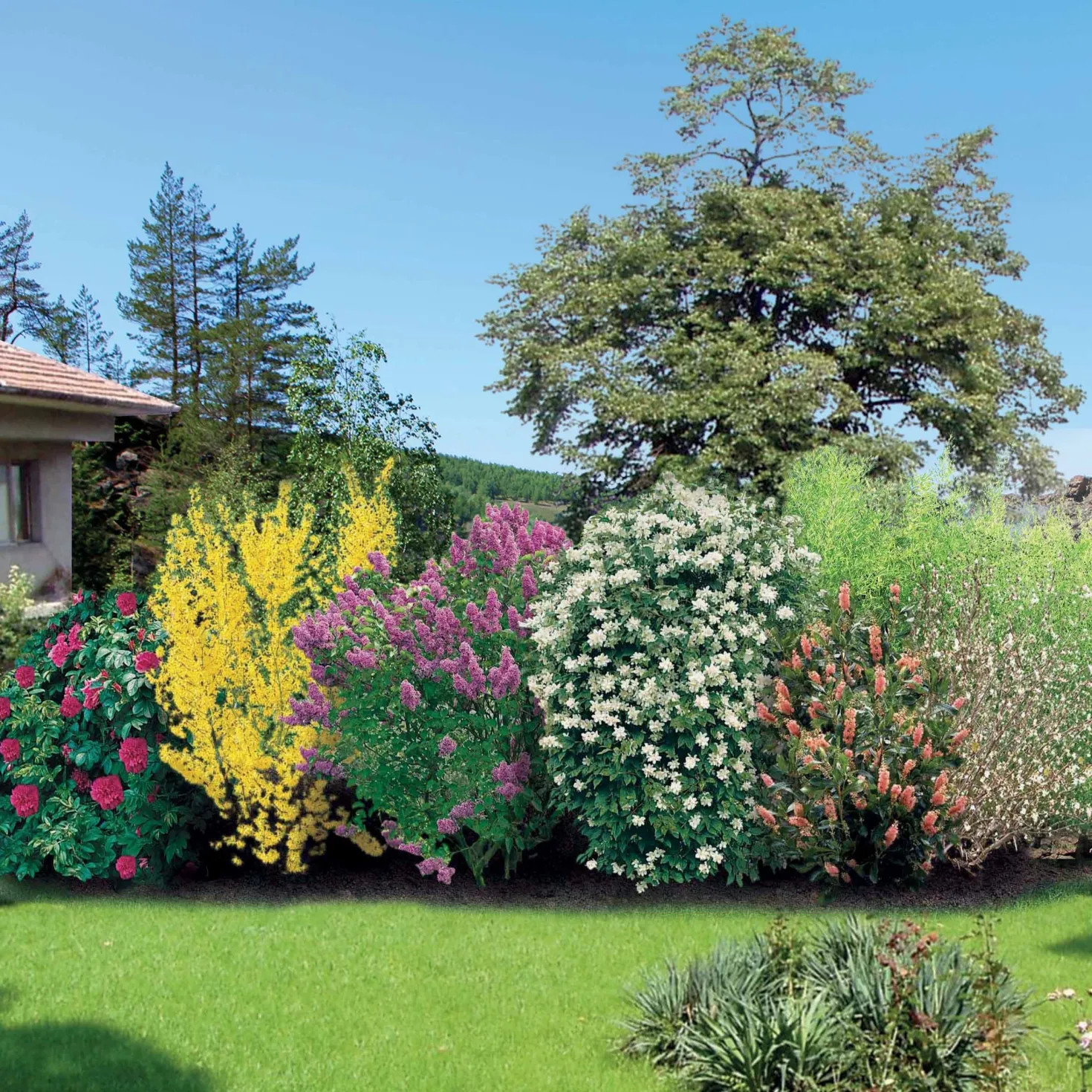 Hecken-Kollektion blühend & duftend (x12) - Fertige blühende Hecke