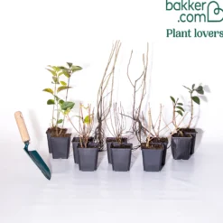 Hecken-Kollektion blühend & duftend (x12) - Fertige blühende Hecke