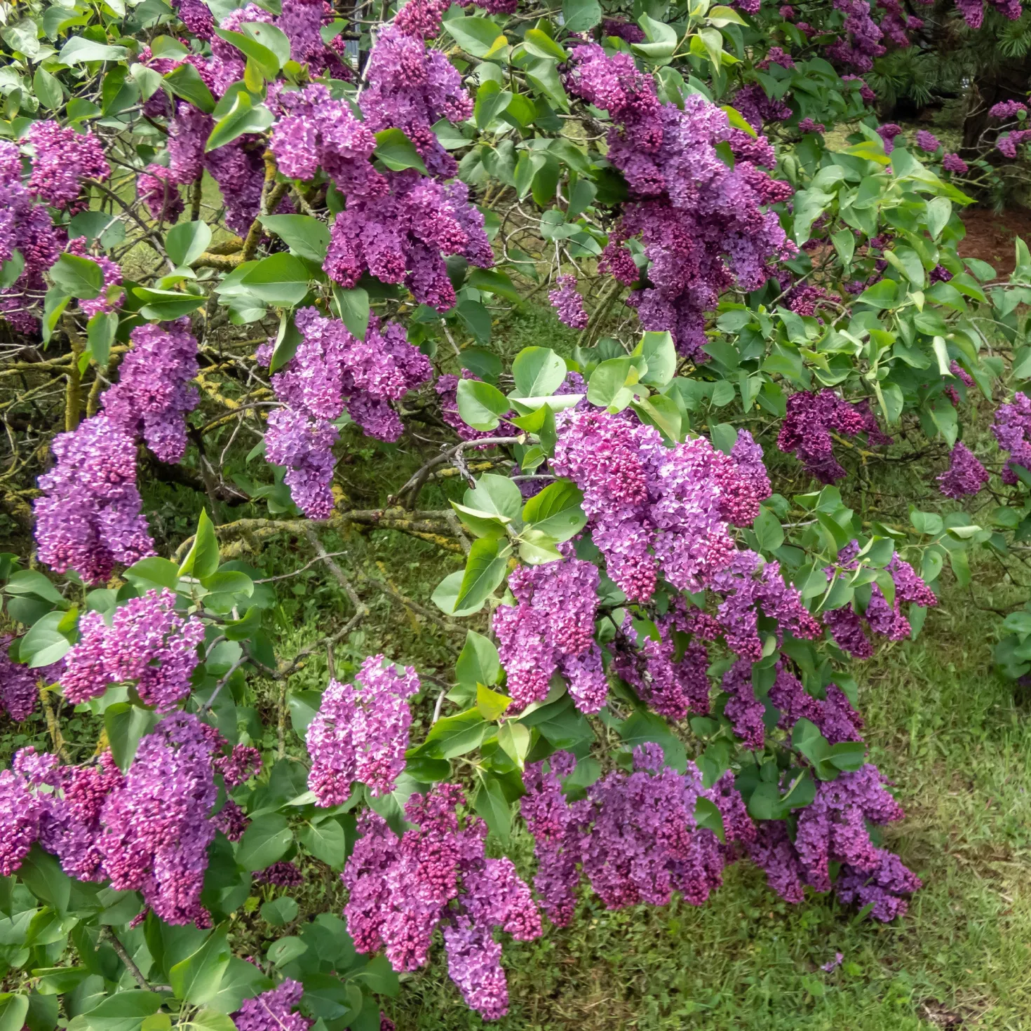 Hecken-Kollektion blühend & duftend (x12) - Fertige blühende Hecke
