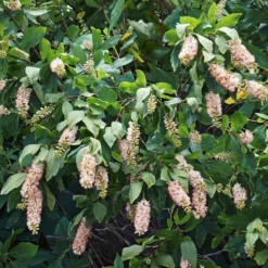 Hecken-Kollektion blühend & duftend (x12) - Fertige blühende Hecke
