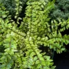 Heckenmyrte 'Lemon Beauty' - Goldgelbe Hecke ganz easy