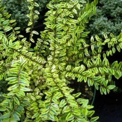 Heckenmyrte 'Lemon Beauty' - Goldgelbe Hecke ganz easy