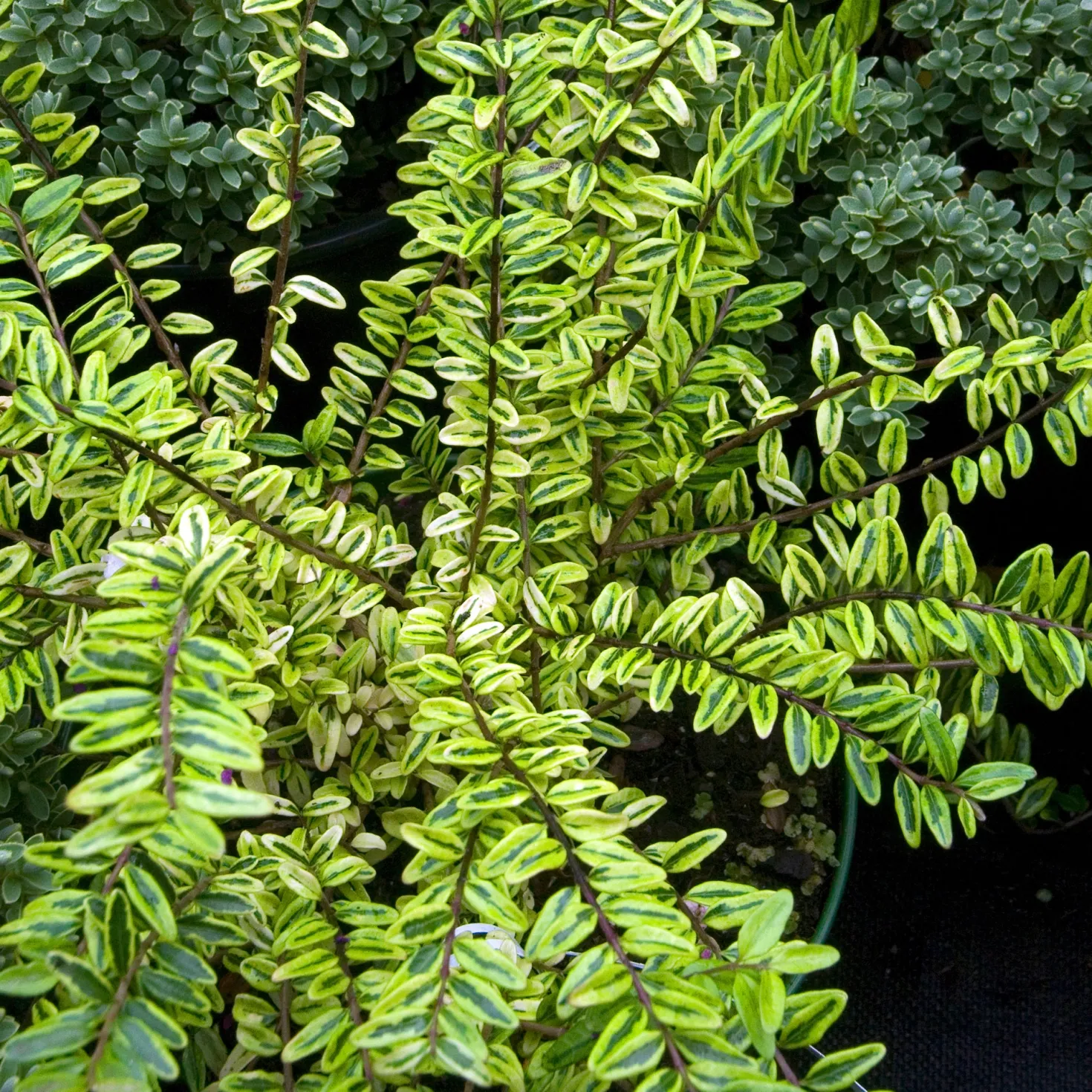 Heckenmyrte 'Lemon Beauty' - Goldgelbe Hecke ganz easy