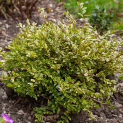 Heckenmyrte 'Lemon Beauty' - Goldgelbe Hecke ganz easy