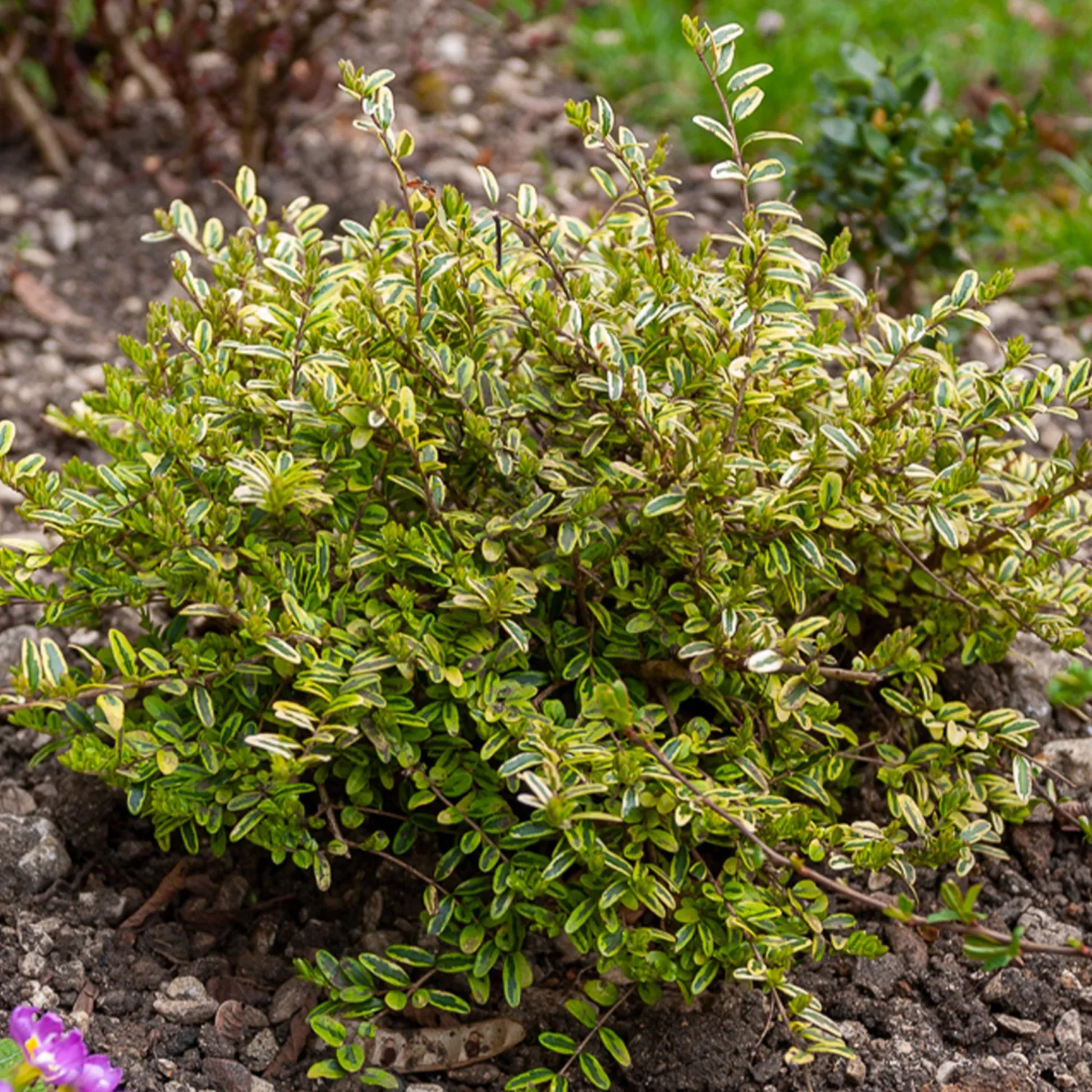 Heckenmyrte 'Lemon Beauty' - Goldgelbe Hecke ganz easy