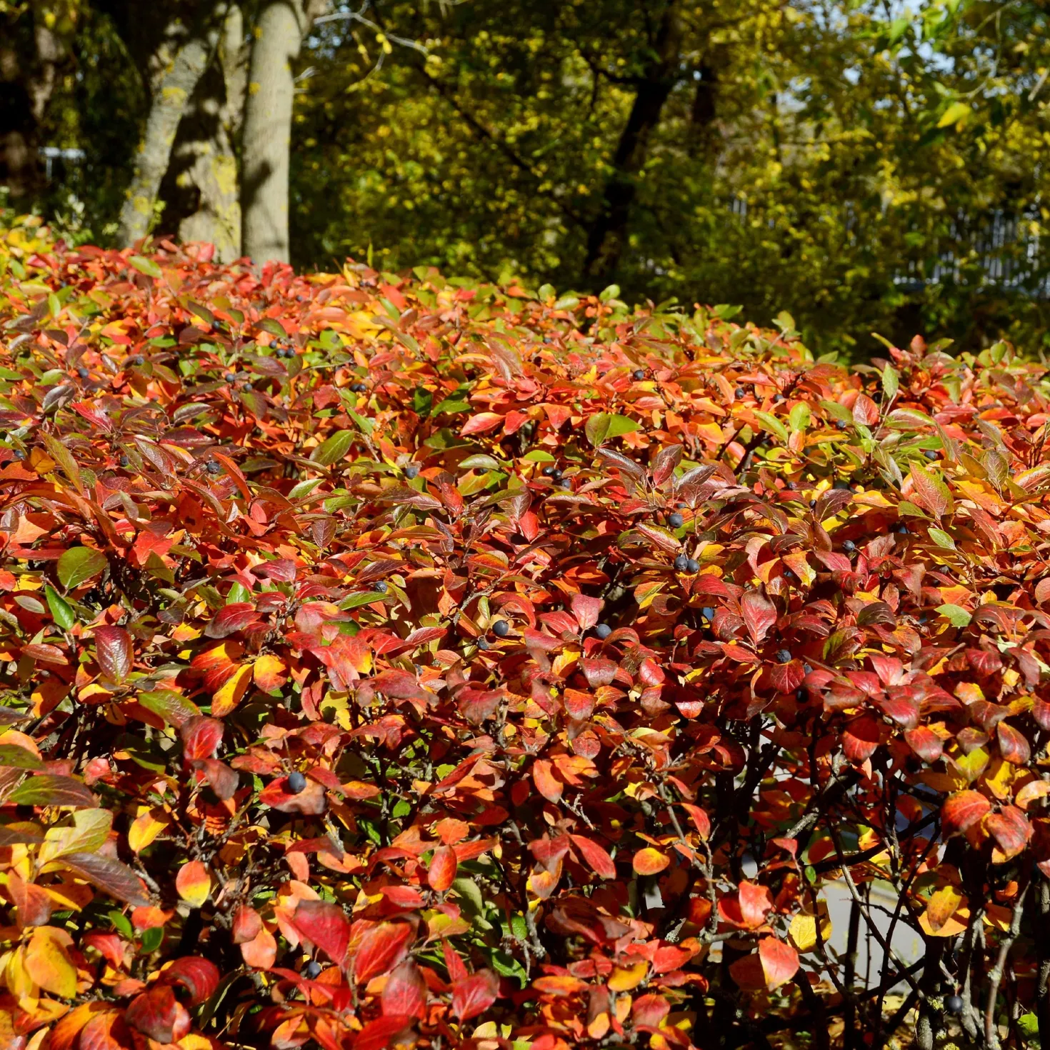 Hecken-Zwergmispel - Blickdichte Hecke im Nu