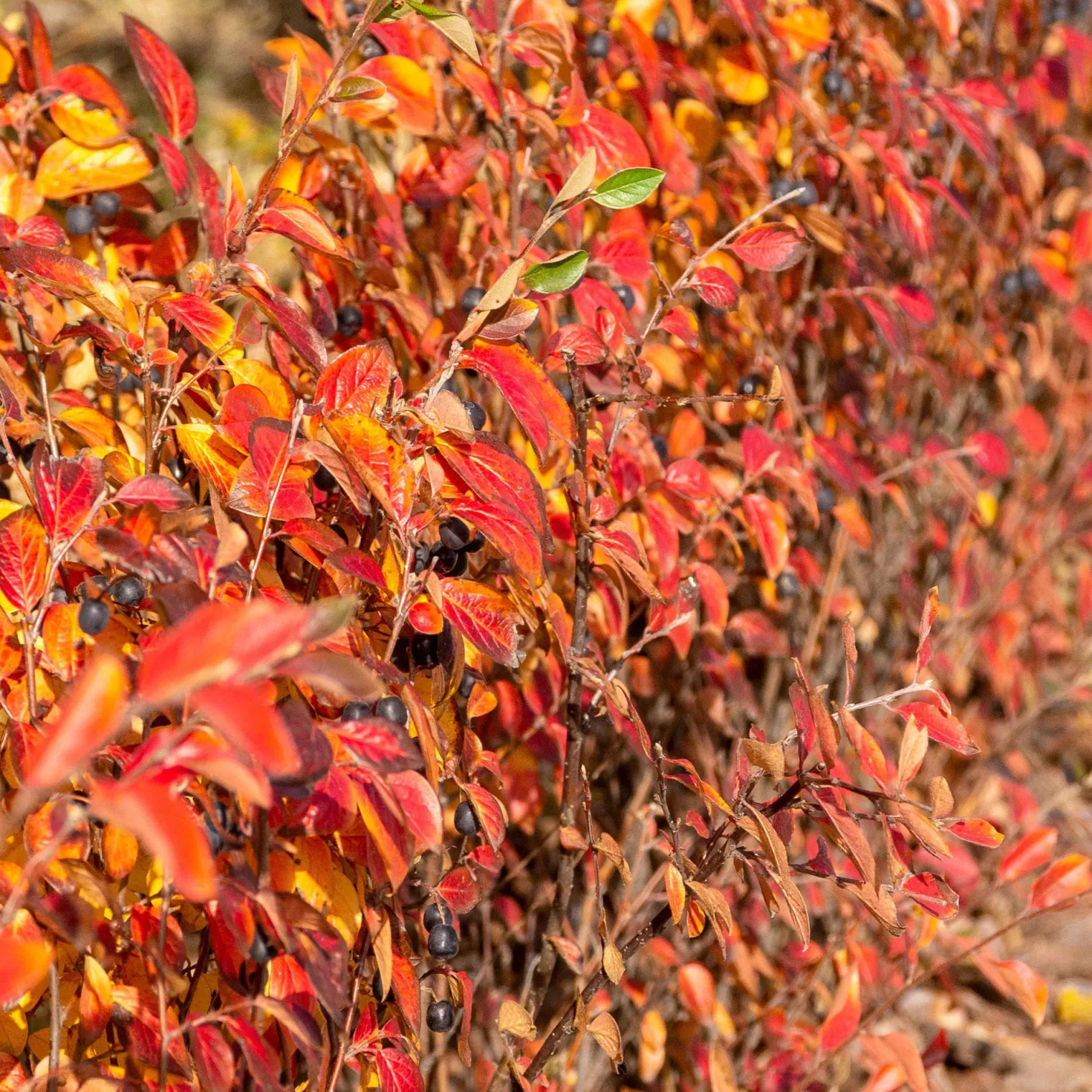 Hecken-Zwergmispel - Blickdichte Hecke im Nu