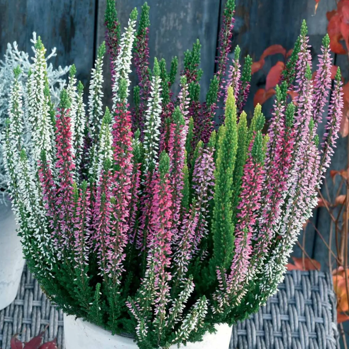Heidekraut-Trio (weiß, rot, rosa) (x3) - Farbe im Winterbeet