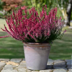 Heidekraut (x3) - Farbe bis in den Herbst