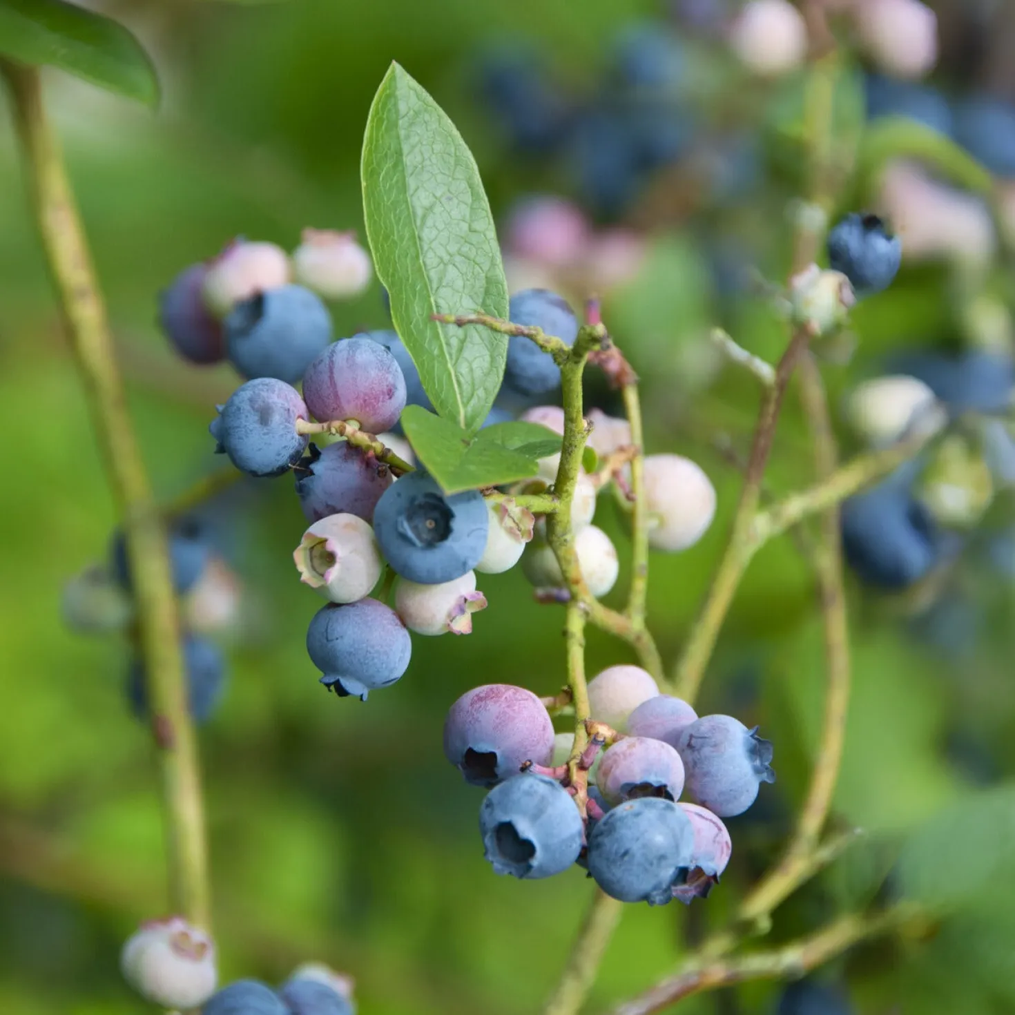 Heidelbeere ‚Bluecrop‘ - Süße Ernte ganz einfach