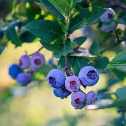 Heidelbeere ‚Bluecrop‘ - Süße Ernte ganz einfach
