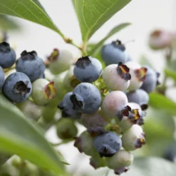 Heidelbeere ‘Chandler’ - Riesige Beeren, leicht geerntet