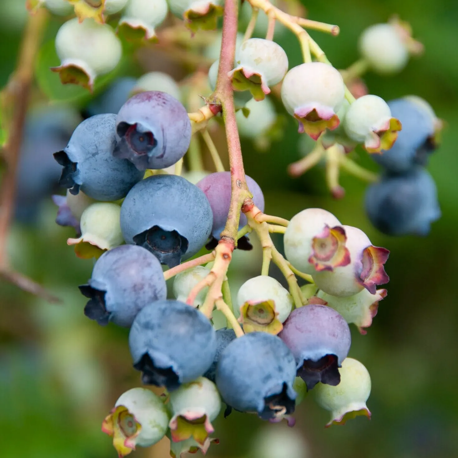 Heidelbeere Giant Patriot - Große Beeren, kleiner Aufwand