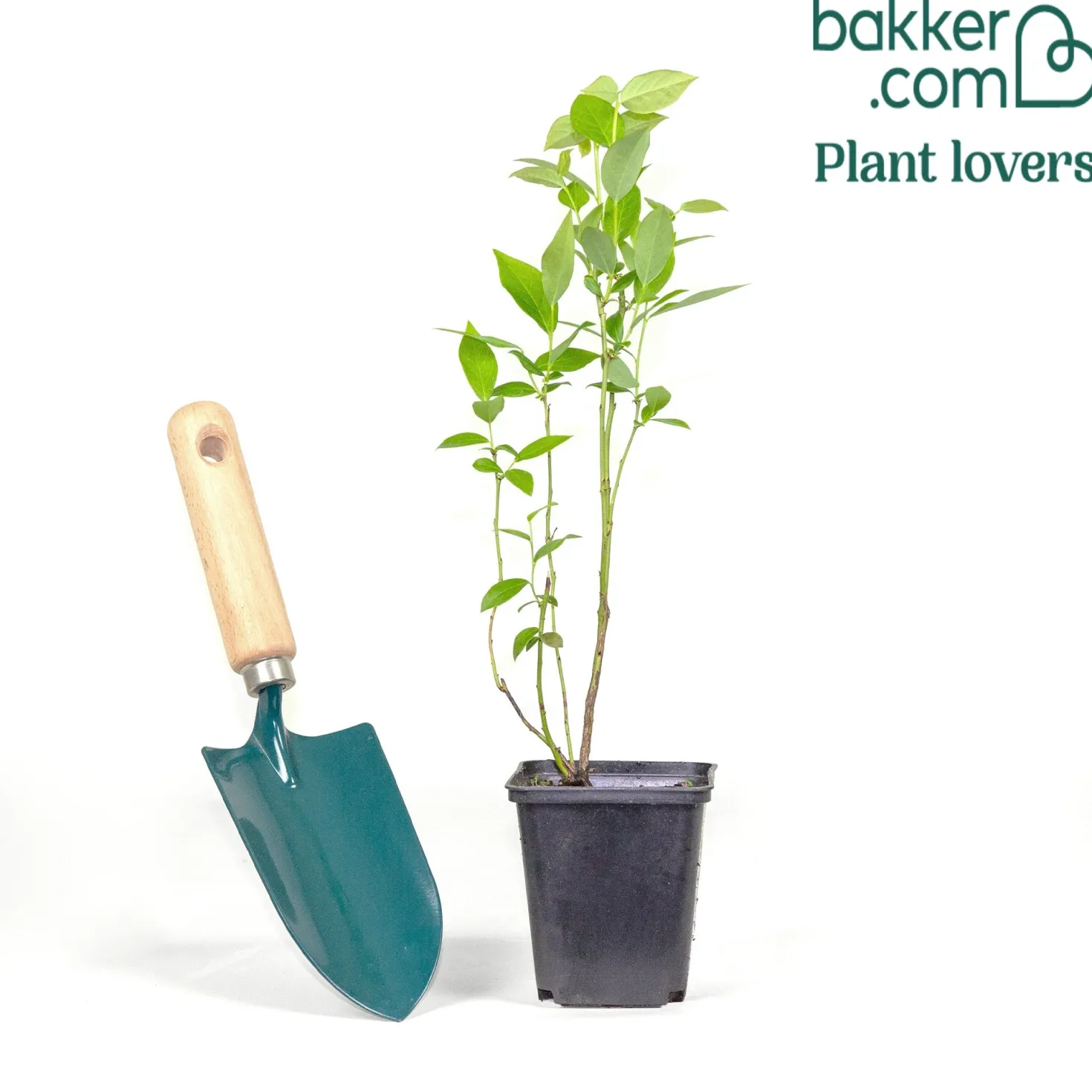 Heidelbeere Giant Patriot - Große Beeren, kleiner Aufwand