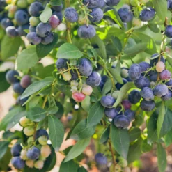 Heidelbeere Giant Patriot - Große Beeren, kleiner Aufwand