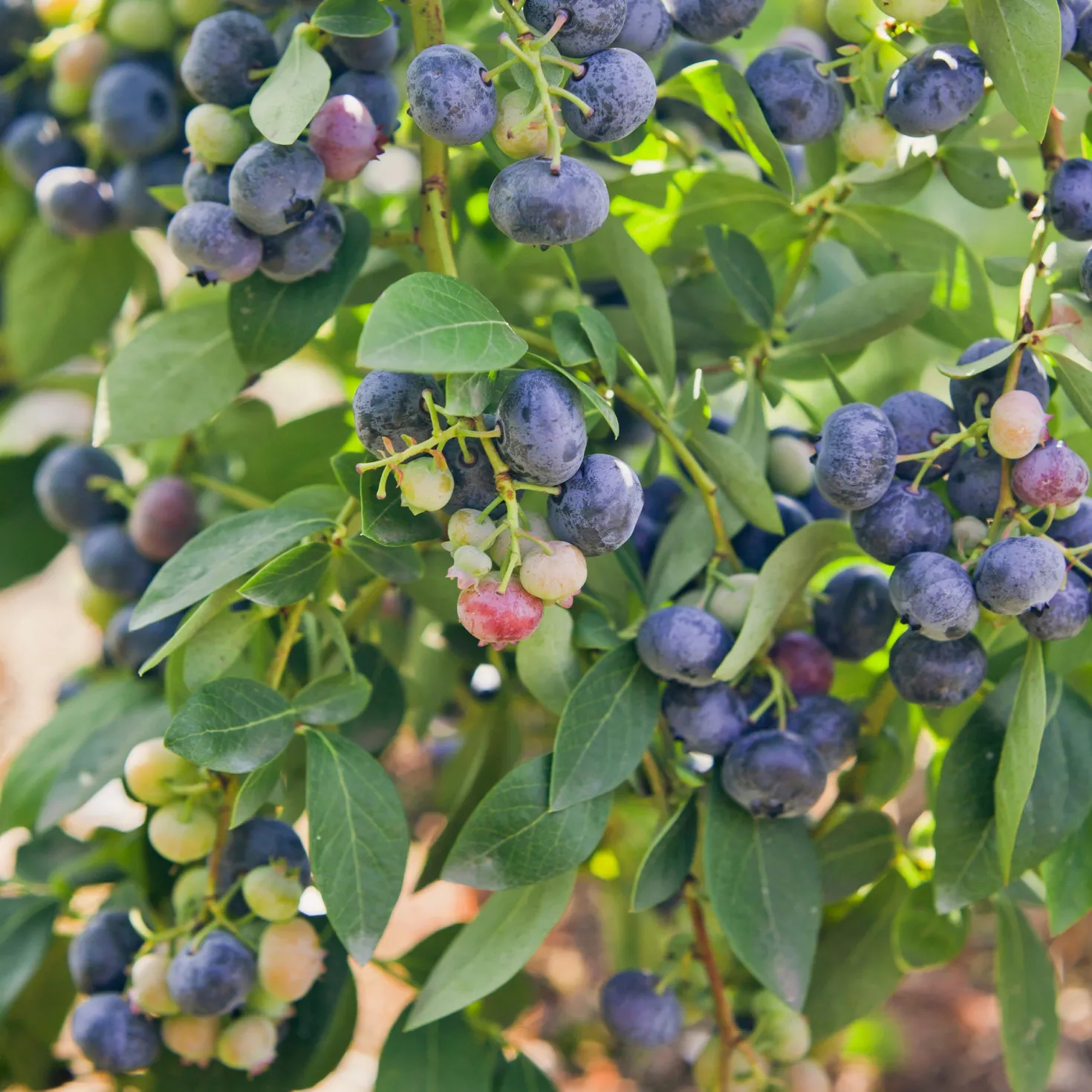 Heidelbeere Giant Patriot - Große Beeren, kleiner Aufwand