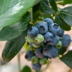 Heidelbeere Giant Patriot - Große Beeren, kleiner Aufwand